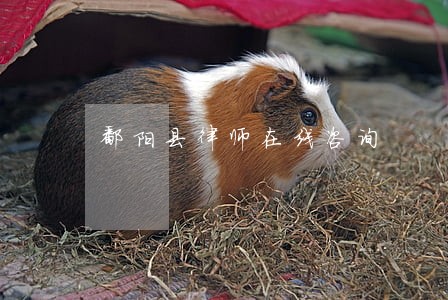 鄱阳县律师在线咨询 鄱阳县律师在线咨询