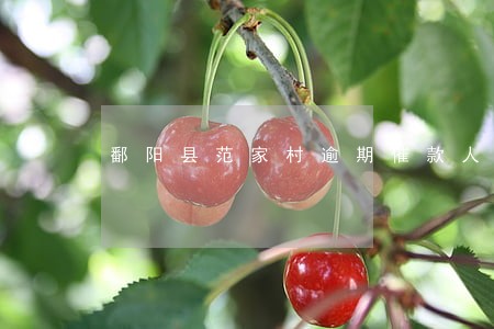 鄱阳县范家村逾期催款人名单 鄱阳县范家村逾期催款人名单