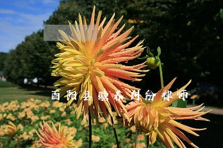 酉阳县赡养纠纷律师