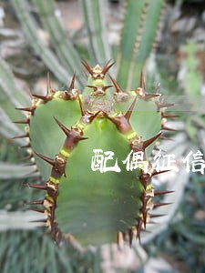 配偶征信连续四个月逾期房贷