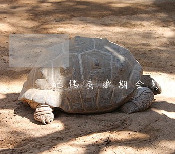 配偶有逾期会影响提取公积金吗 配偶有逾期会影响提取公积金吗