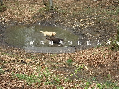 配偶逾期银行能卖房吗 配偶逾期银行能卖房吗