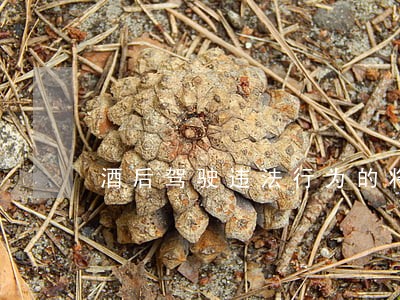 酒后驾驶违法行为的将 酒后驾驶违法行为的将