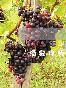 酒泉律师证二维码怎么查 酒泉律师证二维码怎么查