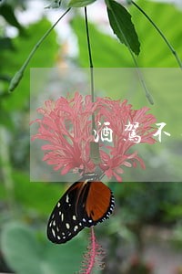 酒驾不去处理违法有什么影响