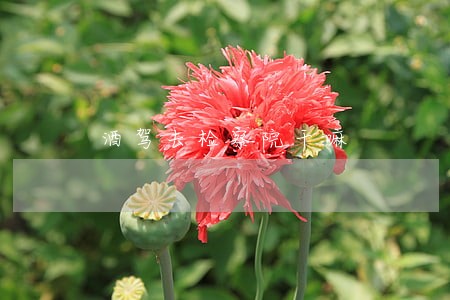 酒驾去检察院干嘛 酒驾去检察院干嘛