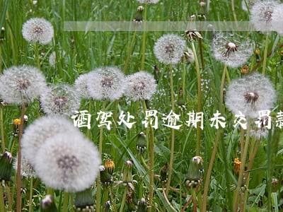 酒驾处罚逾期未交罚款 酒驾处罚逾期未交罚款