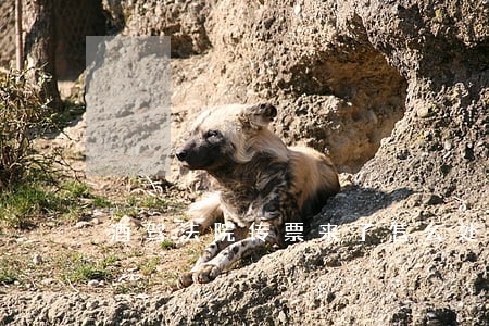 酒驾法院传票来了怎么处理 酒驾法院传票来了怎么处理