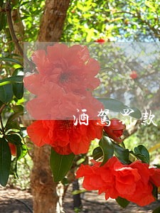 酒驾罚款无违法犯罪记录证明 酒驾罚款无违法犯罪记录证明
