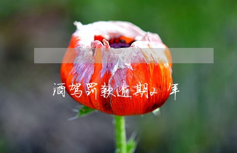 酒驾罚款逾期2年