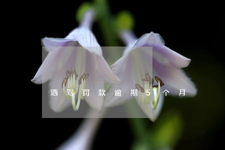 酒驾罚款逾期5个月 酒驾罚款逾期5个月