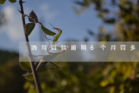 酒驾罚款逾期6个月罚多少钱 酒驾罚款逾期6个月罚多少钱