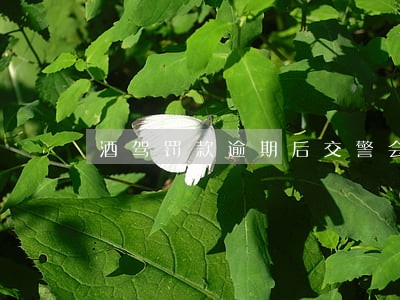 酒驾罚款逾期后交警会上门催款嘛 酒驾罚款逾期后交警会上门催款嘛