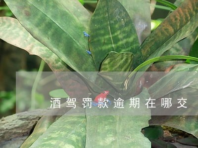 酒驾罚款逾期在哪交 酒驾罚款逾期在哪交