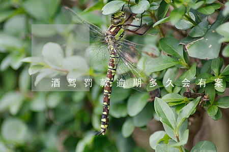 酒驾罚款逾期多久会有案底 酒驾罚款逾期多久会有案底