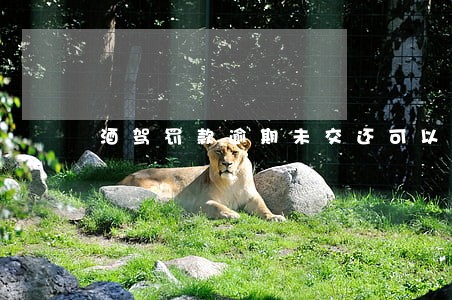 酒驾罚款逾期未交还可以处理吗 酒驾罚款逾期未交还可以处理吗