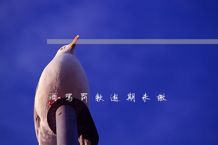 酒驾罚款逾期未缴 酒驾罚款逾期未缴