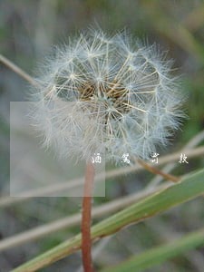 酒驾罚款逾期没交能不能坐飞机 酒驾罚款逾期没交能不能坐飞机