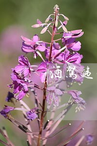 酒驾违法逾期不处理会有什么后果 酒驾违法逾期不处理会有什么后果