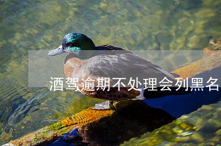 酒驾逾期不处理会列黑名单吗 酒驾逾期不处理会列黑名单吗