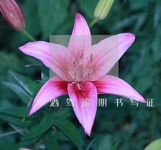 酒驾逾期书写证明 酒驾逾期书写证明