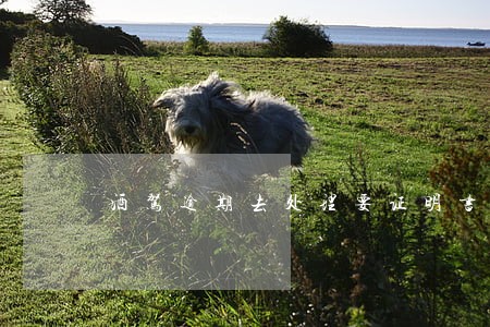 酒驾逾期去处理要证明书 酒驾逾期去处理要证明书