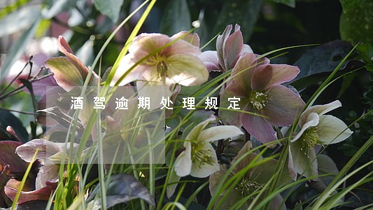 酒驾逾期处理规定 酒驾逾期处理规定