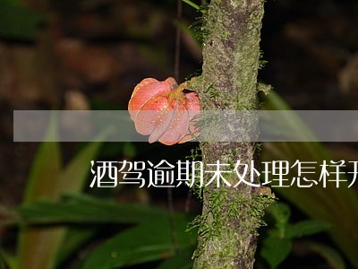 酒驾逾期未处理怎样开情况证明 酒驾逾期未处理怎样开情况证明