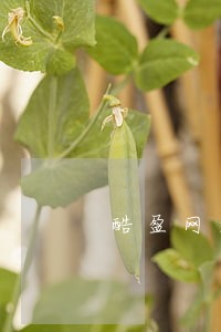 酷盈网逾期公告 酷盈网逾期公告