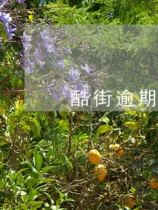 酷街逾期说报警处理 酷街逾期说报警处理