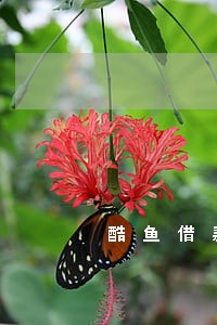 酷鱼借款逾期怎么样 酷鱼借款逾期怎么样