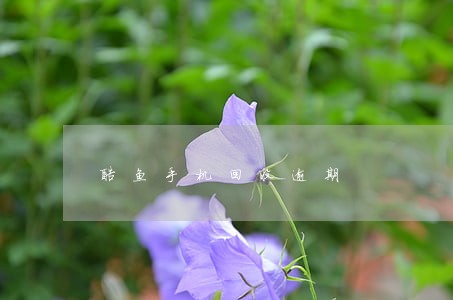 酷鱼手机回收逾期
