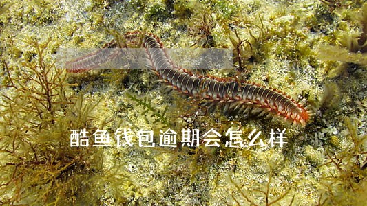 酷鱼钱包逾期会怎么样 酷鱼钱包逾期会怎么样