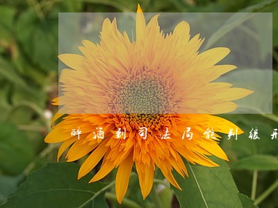 醉酒到司法局能判缓刑吗