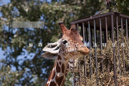 醉酒驾车犯了刑法对后代有影响吗 醉酒驾车犯了刑法对后代有影响吗