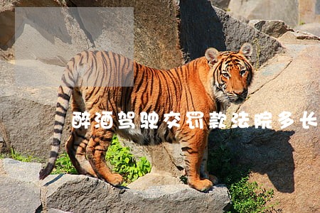 醉酒驾驶交罚款法院多长时间判 醉酒驾驶交罚款法院多长时间判