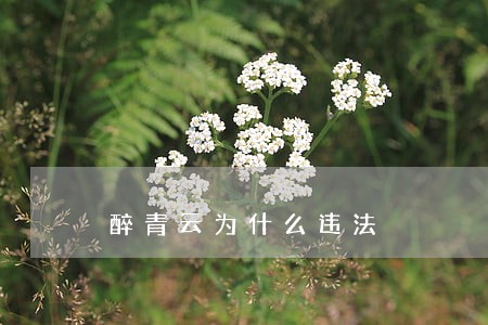 醉青云为什么违法