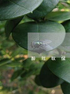 醉驾取保候审是12个月吗 醉驾取保候审是12个月吗