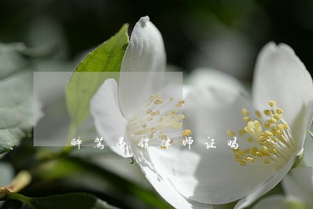 醉驾吊销律师证吗 醉驾吊销律师证吗