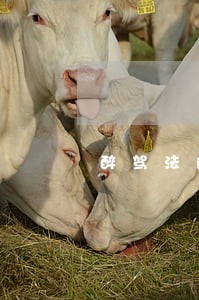 醉驾法院立案后多长时间判 醉驾法院立案后多长时间判