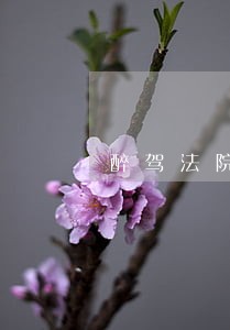 醉驾法院要出担保人