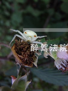 醉驾法院让我弄两个担保人 醉驾法院让我弄两个担保人