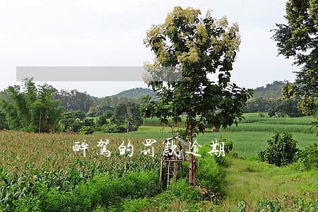 醉驾的罚款逾期