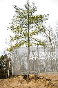 醉驾被拘留欠网贷逾期 醉驾被拘留欠网贷逾期