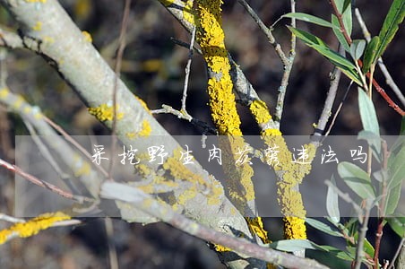 采挖野生肉苁蓉违法吗 采挖野生肉苁蓉违法吗