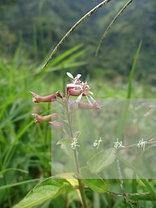 采矿权价款逾期催缴通知书