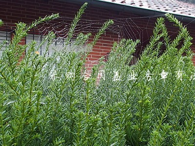 采购合同盖业务章有法律效力吗 采购合同盖业务章有法律效力吗