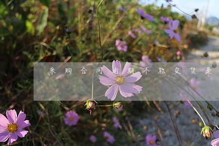 采购合同逾期不能交货是违约吗