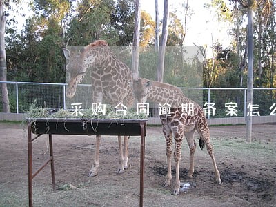 采购合同逾期备案怎么办