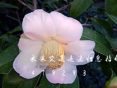采集交通违法信息指什么/2023020479293 采集交通违法信息指什么/2023020479293